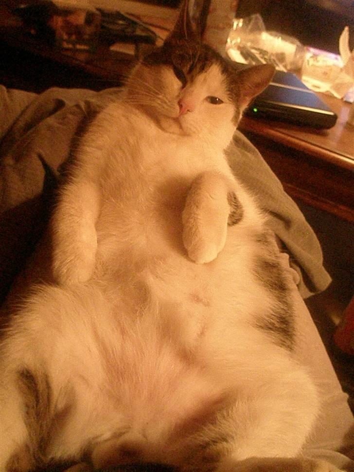 Huskat Midde - Siger du jeg er tyk? billede 17