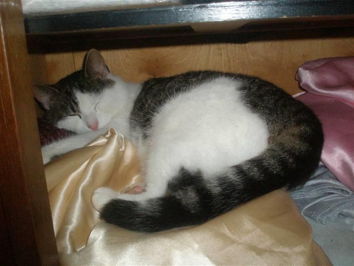 Huskat Midde - Zzzz billede 18