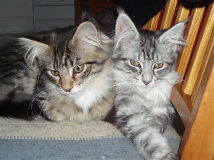 Maine Coon STORM billede 6