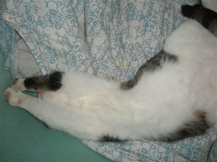 Huskat Midde - Zzzzzz billede 19