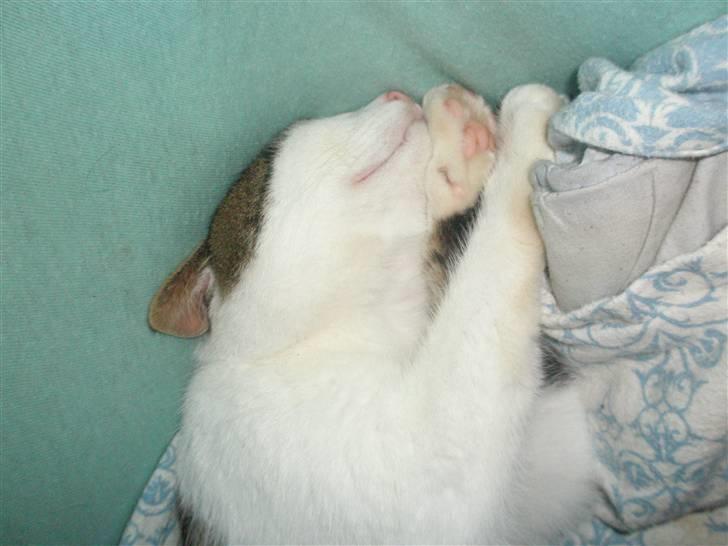 Huskat Midde - Zzzzzzzz billede 20