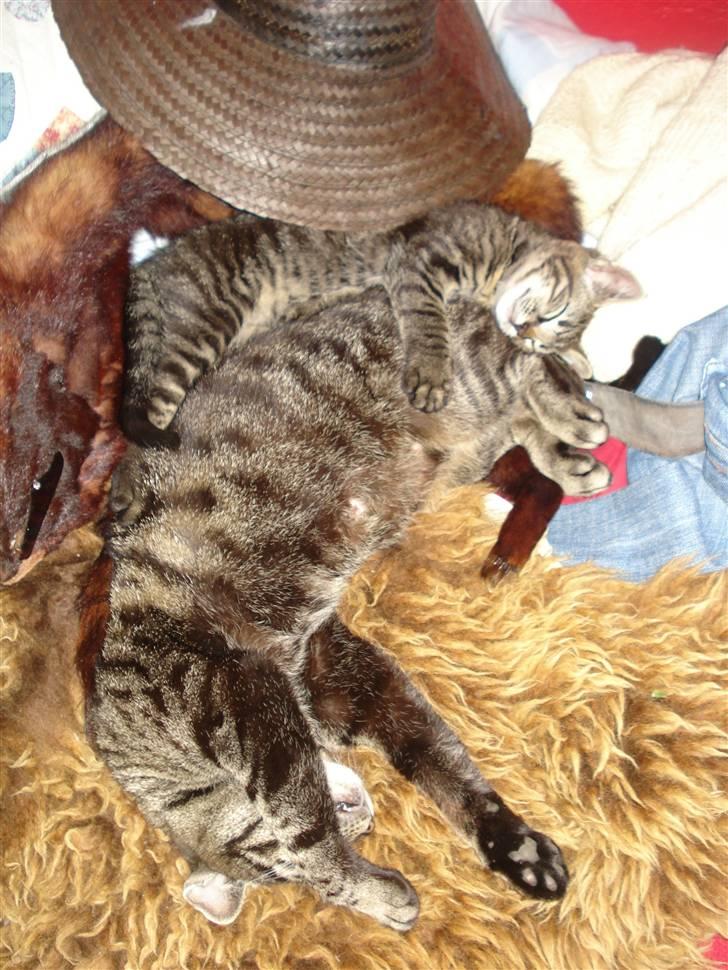 Huskat Hr. Haton ( Død ) billede 17