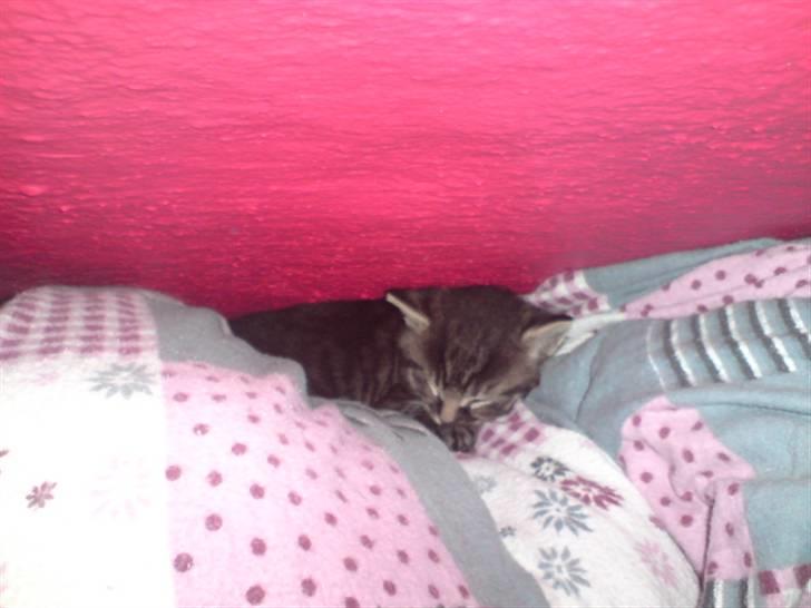 Huskat Hr. Haton ( Død ) billede 18