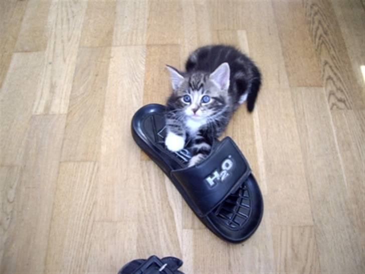 Huskat Max billede 2