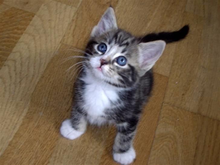 Huskat Max billede 3