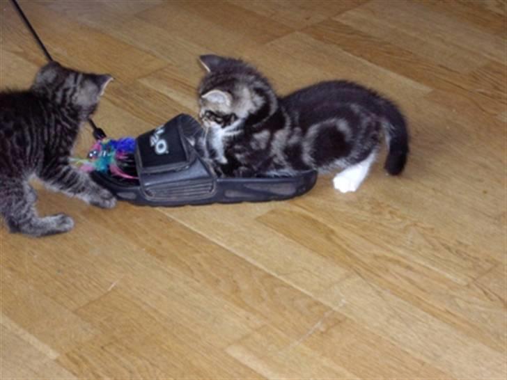 Huskat Max billede 4