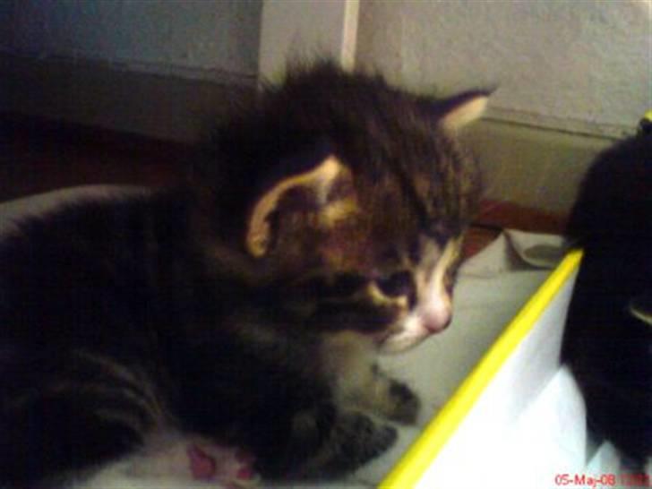 Huskat Max billede 5