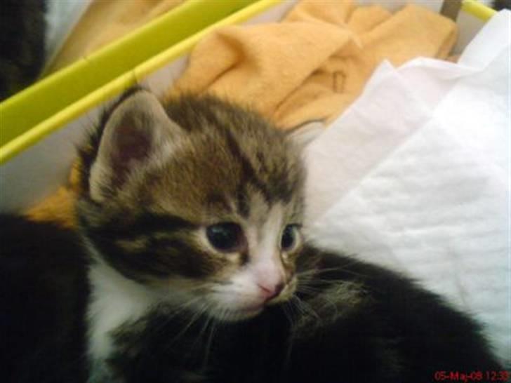 Huskat Max billede 6