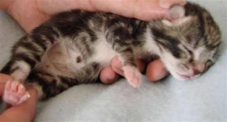 Huskat Max billede 7