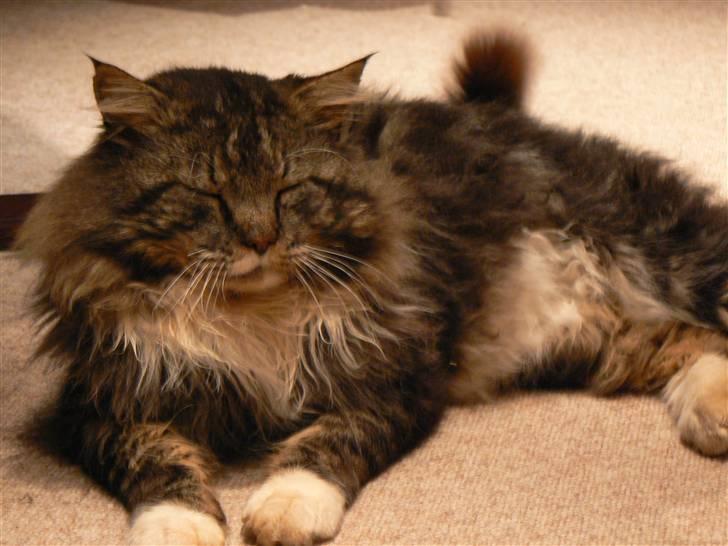 Blanding af racer Sølvvester  (R.I.P)  billede 6