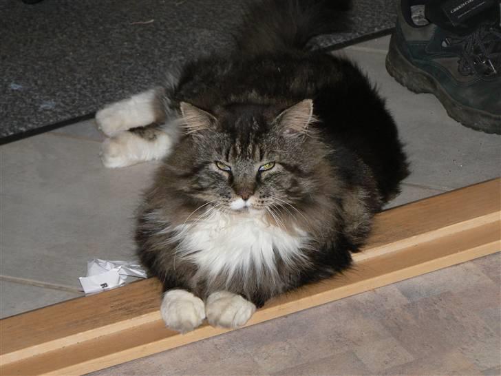 Blanding af racer Sølvvester  (R.I.P)  - Min husløve billede 7