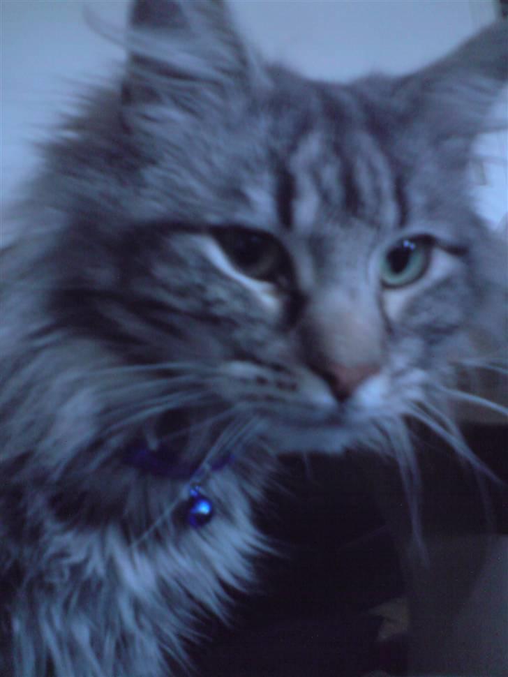 Norsk Skovkat Ikaros billede 13