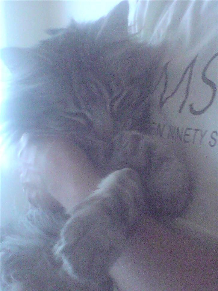 Norsk Skovkat Ikaros billede 14