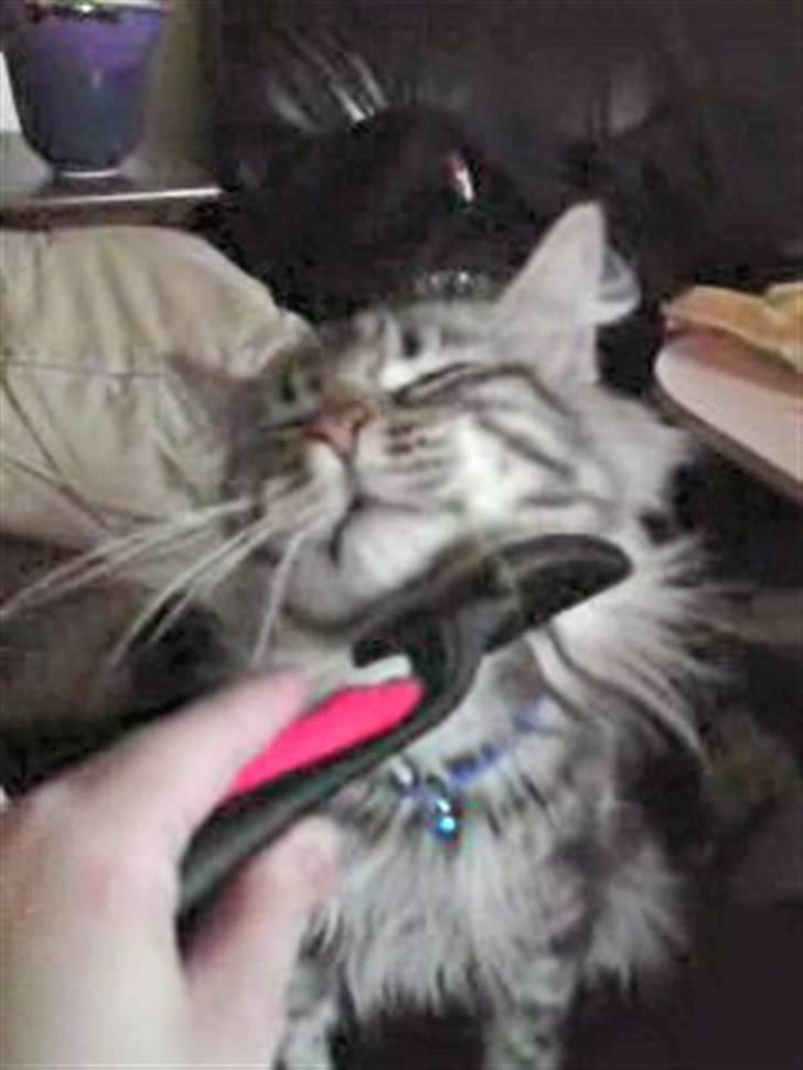 Norsk Skovkat Ikaros billede 15