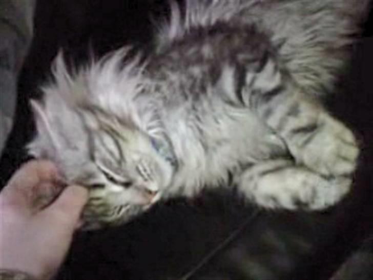 Norsk Skovkat Ikaros billede 16