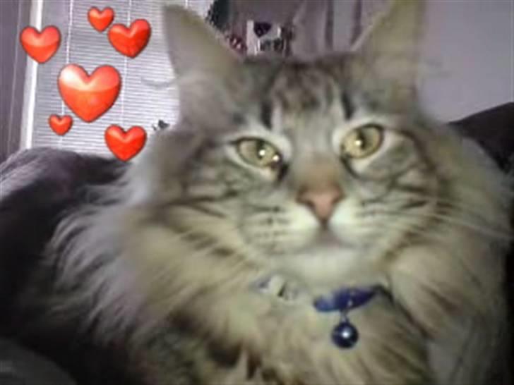 Norsk Skovkat Ikaros billede 17