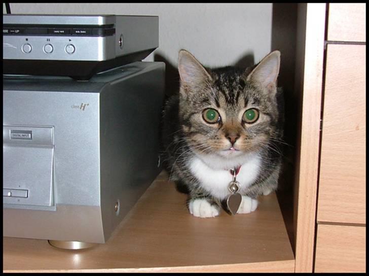 Blanding af racer Bettemissen billede 1