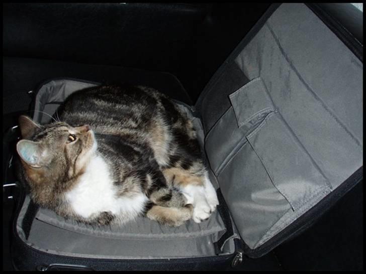 Blanding af racer Bettemissen billede 2