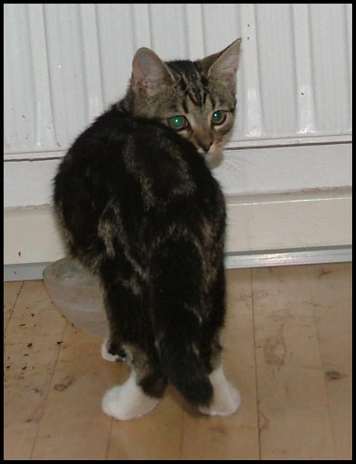 Blanding af racer Bettemissen billede 3