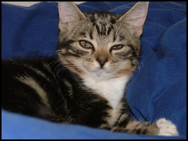 Blanding af racer Bettemissen billede 5