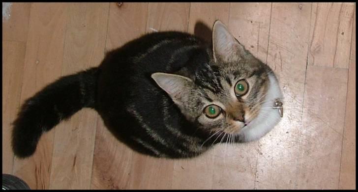 Blanding af racer Bettemissen billede 6