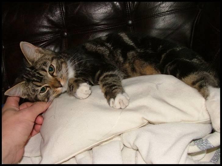 Blanding af racer Bettemissen billede 7