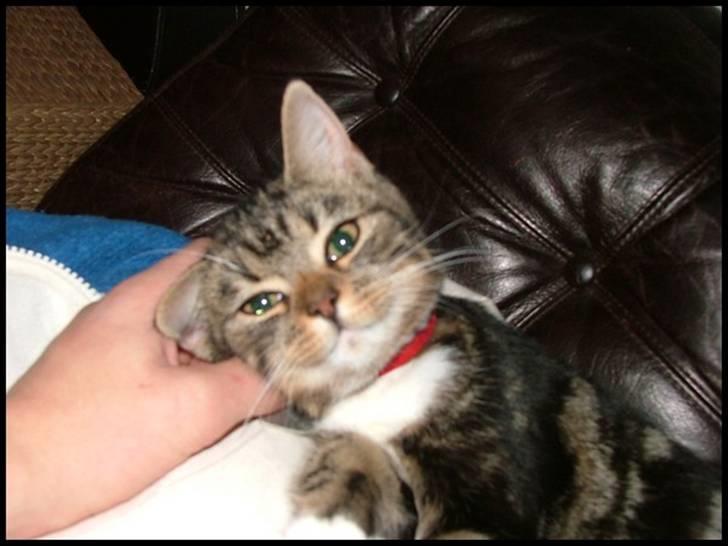 Blanding af racer Bettemissen billede 8