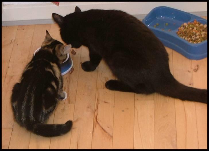 Blanding af racer Bettemissen billede 9