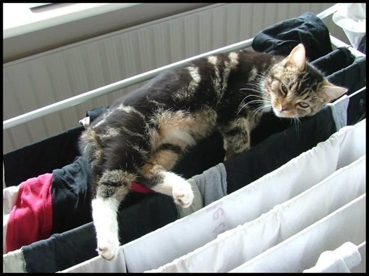 Blanding af racer Bettemissen billede 10