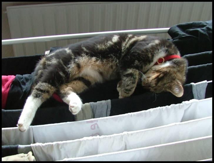 Blanding af racer Bettemissen billede 11