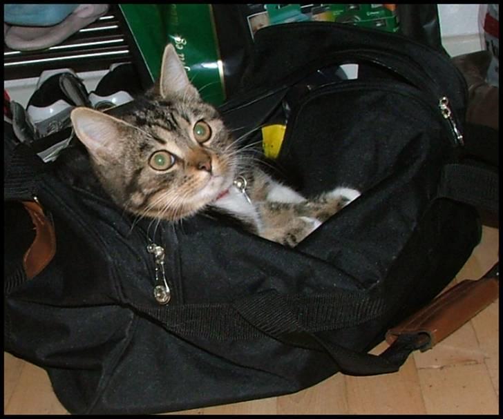 Blanding af racer Bettemissen billede 12