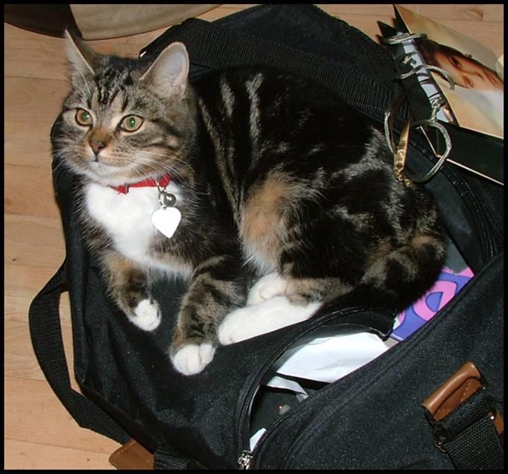 Blanding af racer Bettemissen billede 13