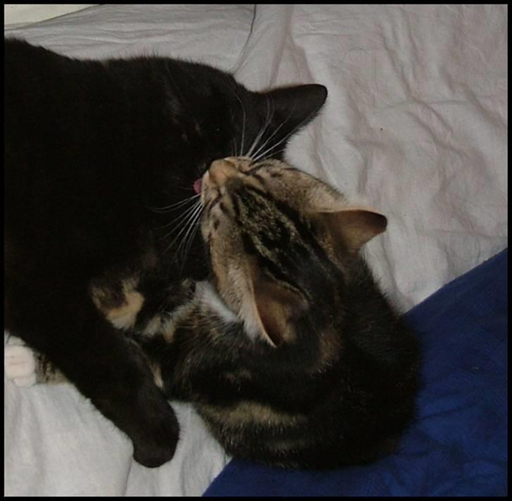 Blanding af racer Bettemissen billede 14