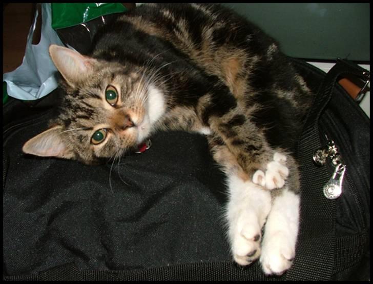 Blanding af racer Bettemissen billede 15