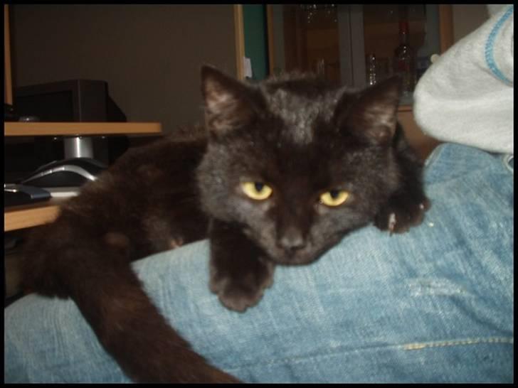 Blanding af racer Bertil billede 2