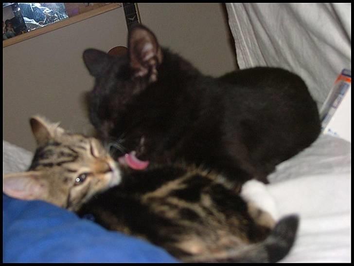 Blanding af racer Bertil billede 3