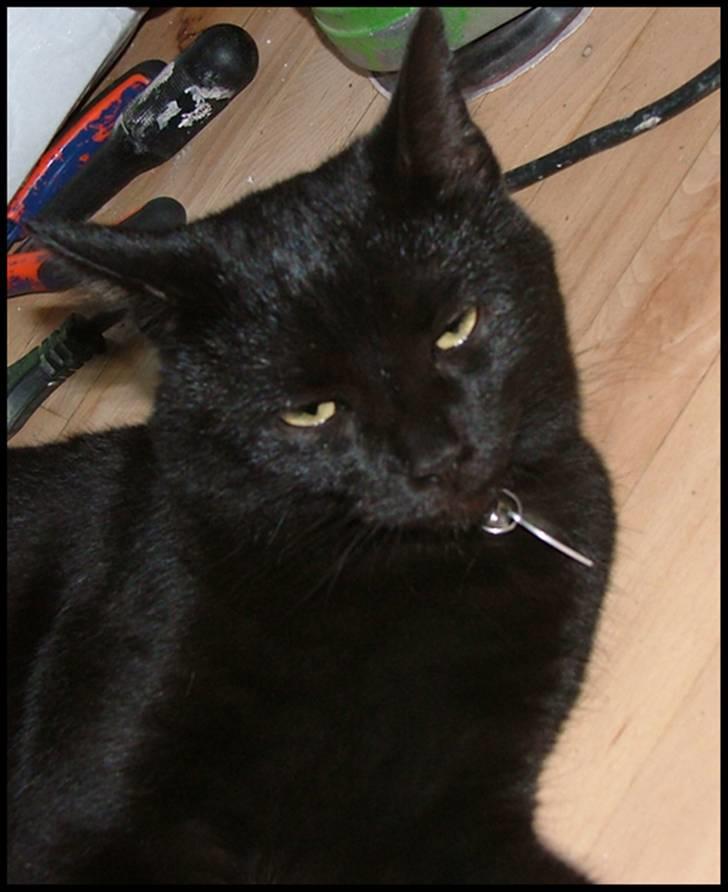 Blanding af racer Bertil billede 4