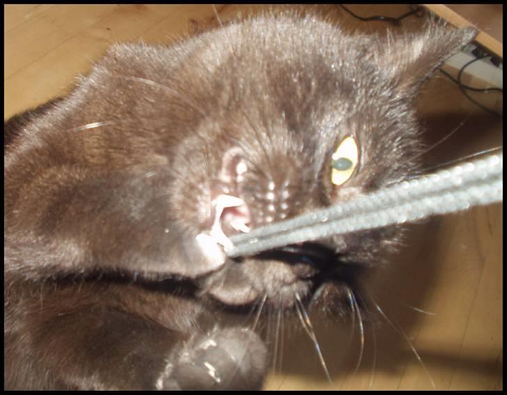 Blanding af racer Bertil billede 5