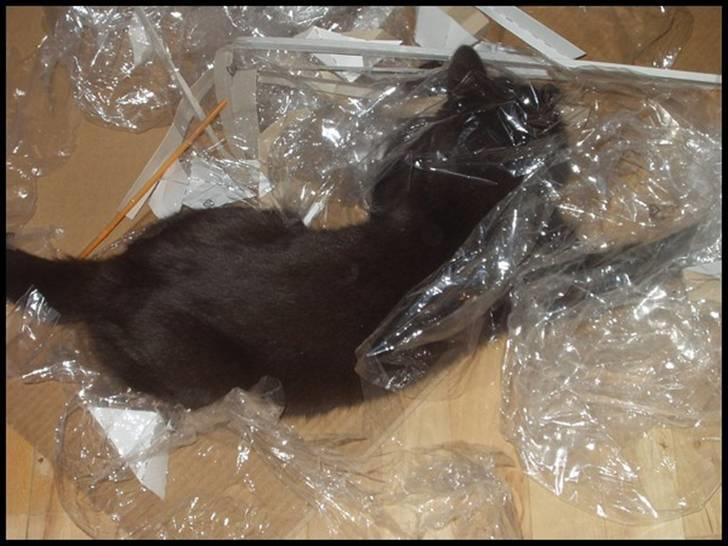 Blanding af racer Bertil - "Udryd plastikken!" billede 6