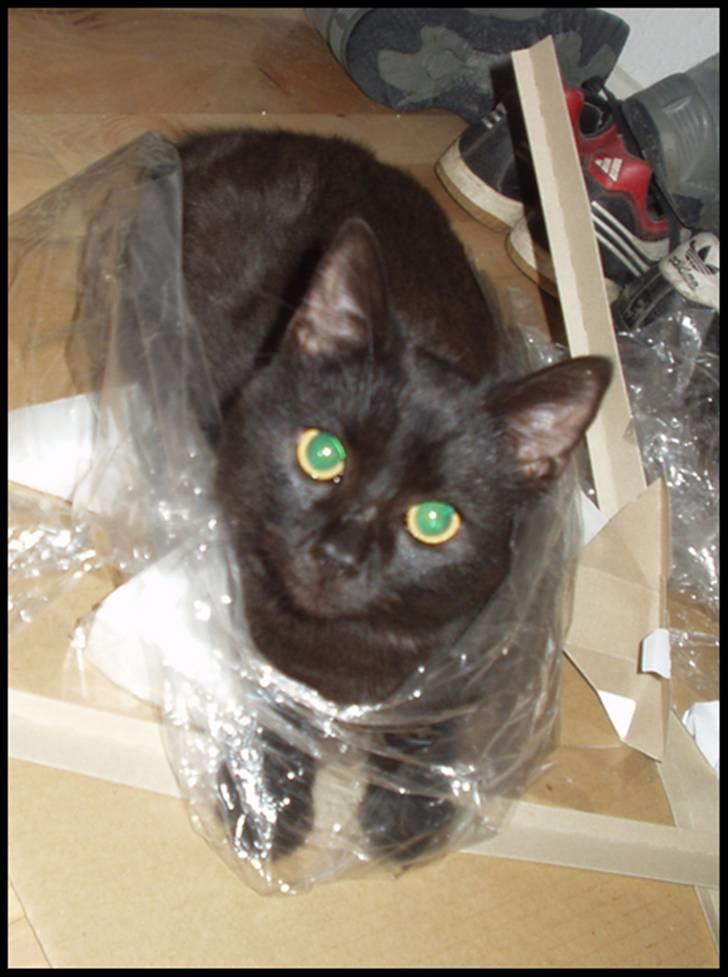 Blanding af racer Bertil billede 7