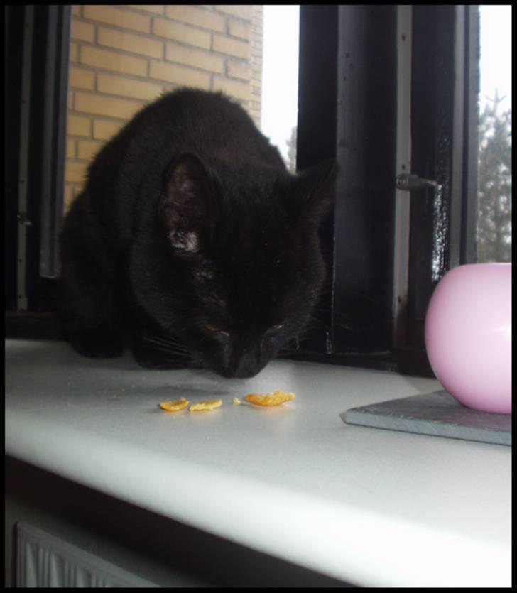 Blanding af racer Bertil billede 8