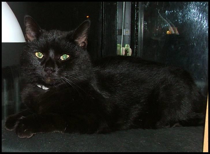 Blanding af racer Bertil billede 9