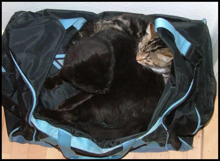 Blanding af racer Bertil billede 10