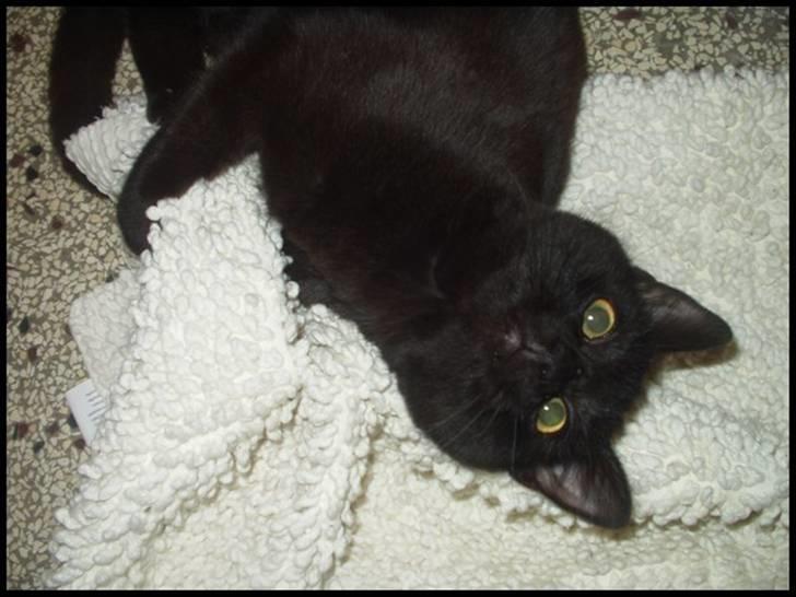 Blanding af racer Bertil - Bademåtten får en krammer. billede 11