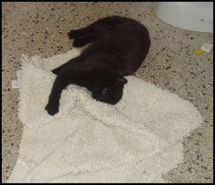 Blanding af racer Bertil - & en lidt mere voldig krammer ;) billede 12