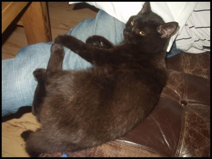 Blanding af racer Bertil billede 13