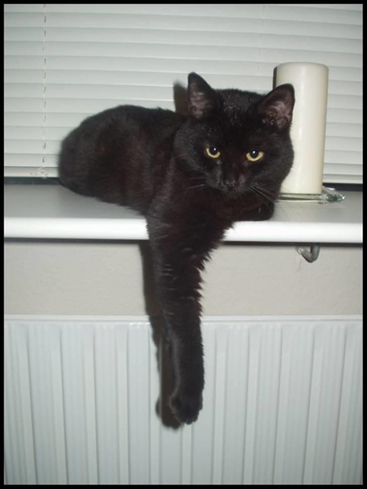 Blanding af racer Bertil billede 14