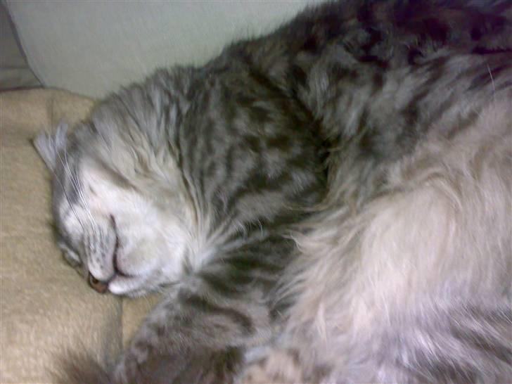 Blanding af racer Bimmer - Sove sove sove... billede 12