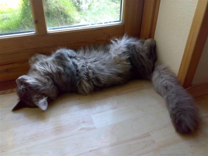 Blanding af racer Bimmer - hans perfekte stiling.!:P billede 14