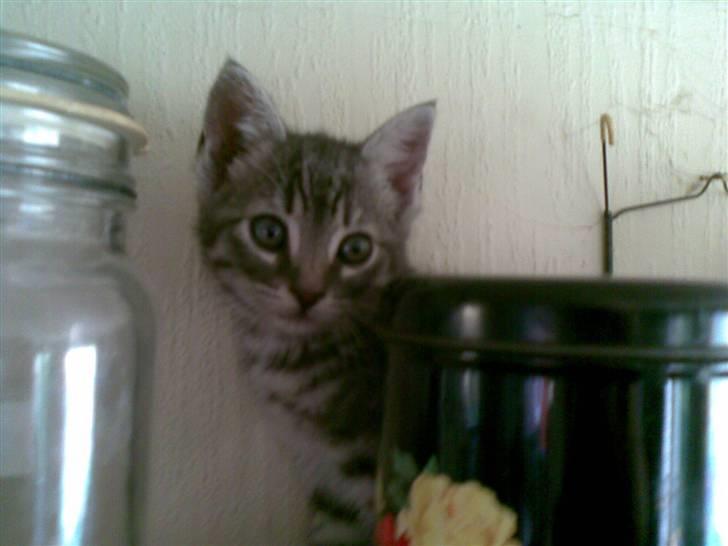 Huskat Cille † R.I.P. † billede 1